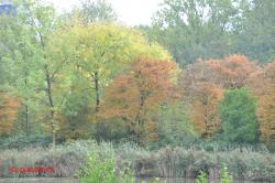 Verkleurende bomen.